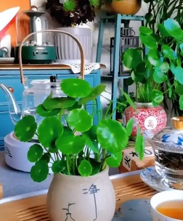 怎樣把一盆「銅錢草」養出美感?簡單,僅需要牢記「1深、4多」