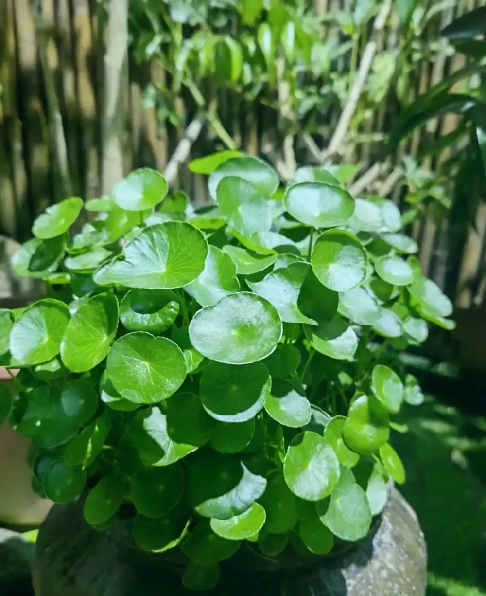怎樣把一盆「銅錢草」養出美感?簡單,僅需要牢記「1深、4多」
