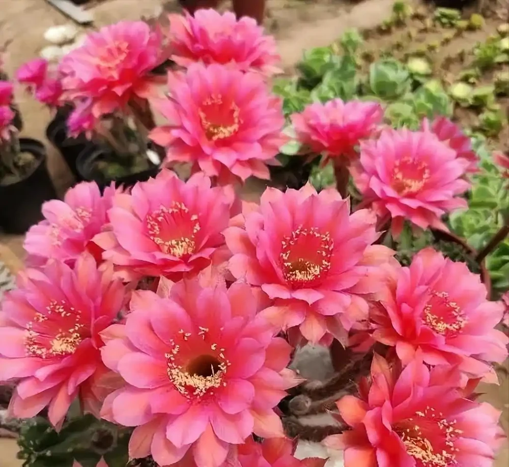 一人家門口的仙人掌，真的「很好看」，養花10年了，還是第一次見