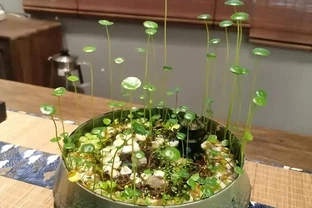 怎樣把一盆「銅錢草」養出美感？簡單，僅需要牢記「1深、4多」
