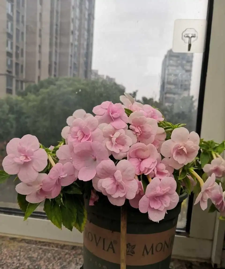 能給你帶來成就感的花