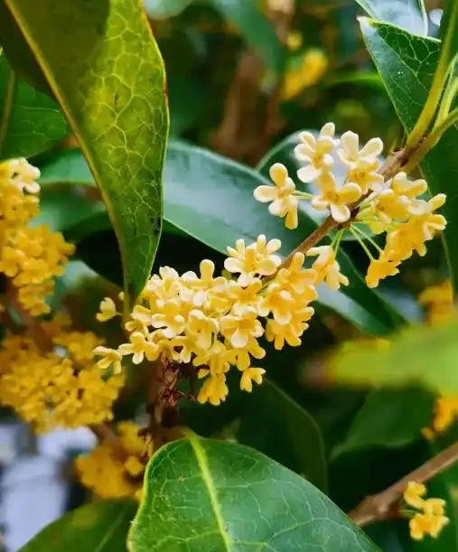 最適合秋天養的12種花,開花又美又仙香味濃郁