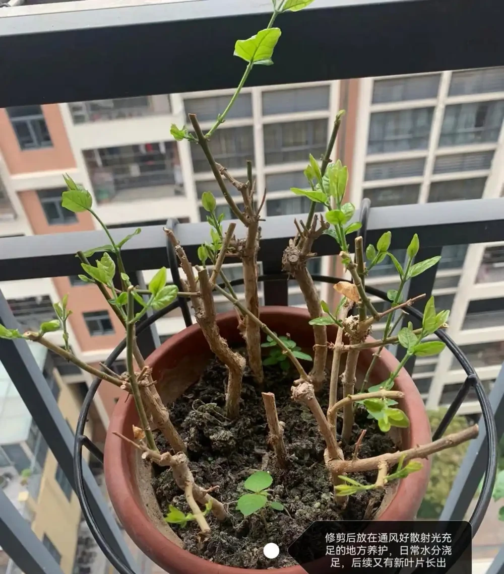 茉莉花葉片乾枯掉落？主要是3個原因引起，對症解決還能救