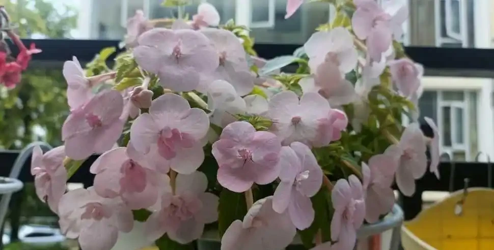 北陽臺之光