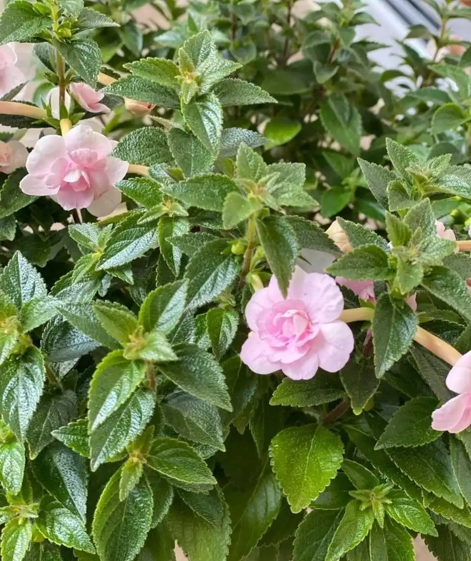 皮實植物