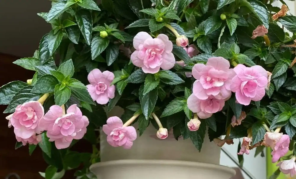 花葉俱美