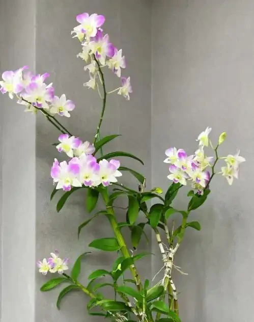 最適合秋天養的12種花,開花又美又仙香味濃郁