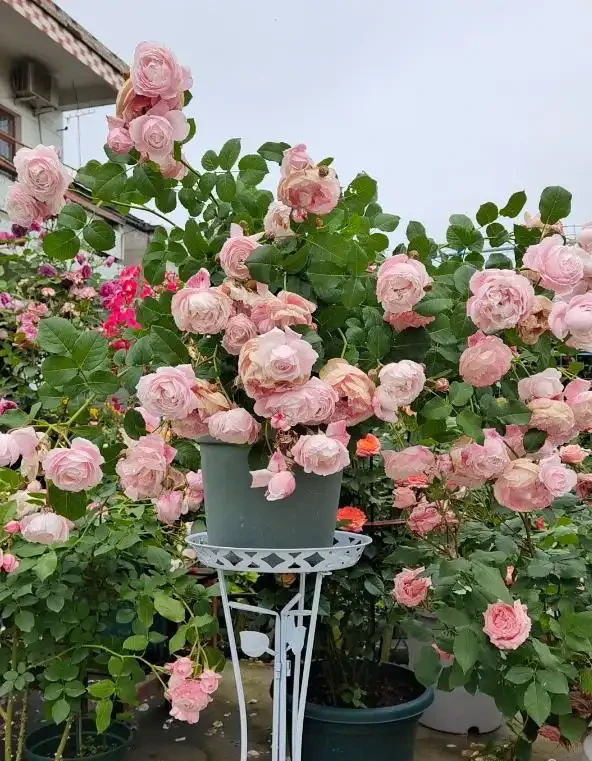 最適合秋天養的12種花,開花又美又仙香味濃郁