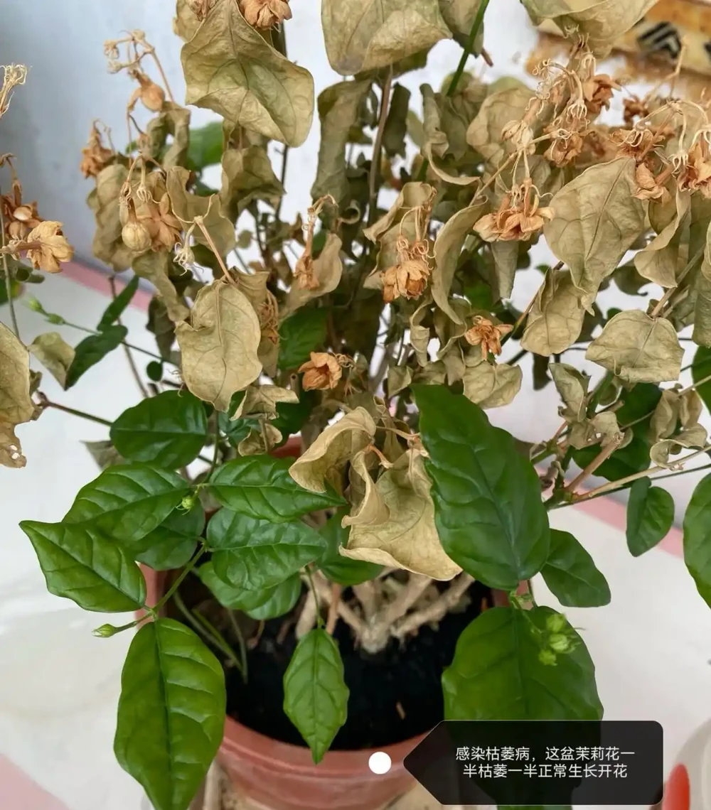 茉莉花葉片乾枯掉落？主要是3個原因引起，對症解決還能救