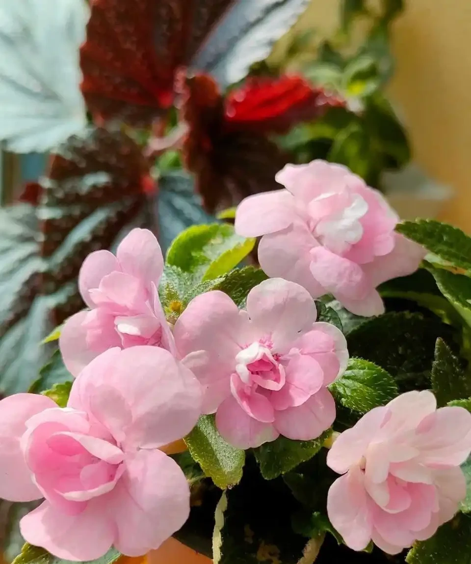 花似玫瑰