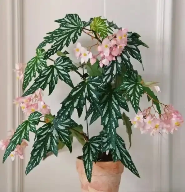 最適合秋天養的12種花,開花又美又仙香味濃郁