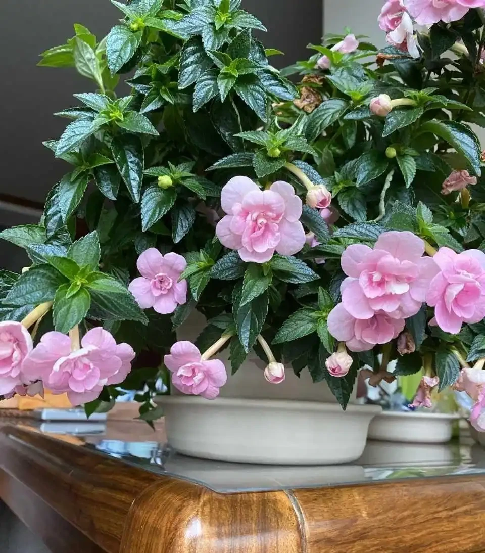 植株美觀