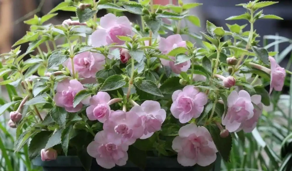 長筒花「粉玫瑰」