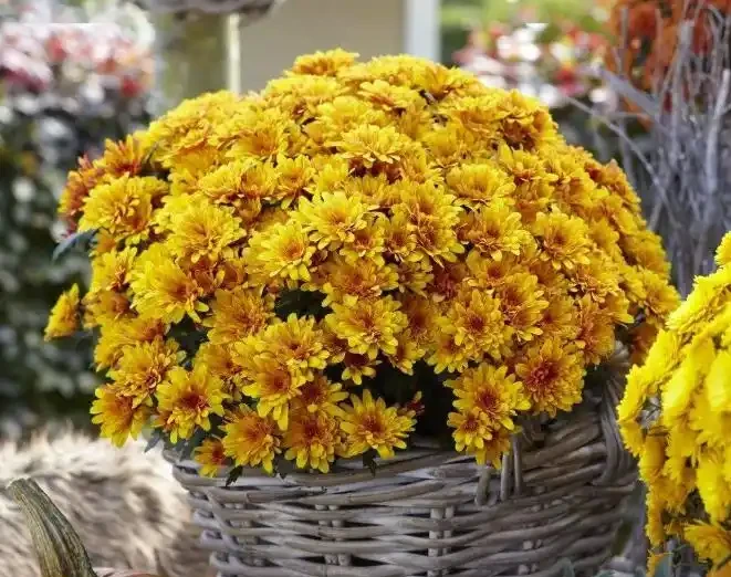 最適合秋天養的12種花,開花又美又仙香味濃郁