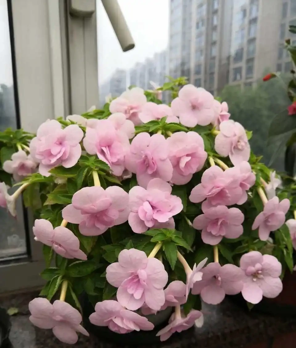超愛開花