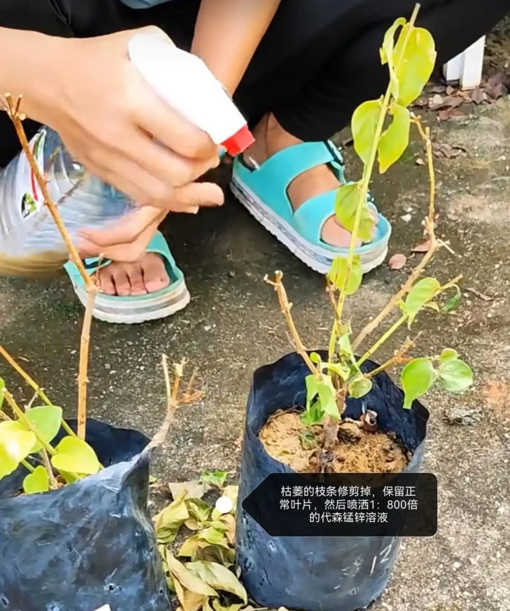 茉莉花葉片乾枯掉落？主要是3個原因引起，對症解決還能救