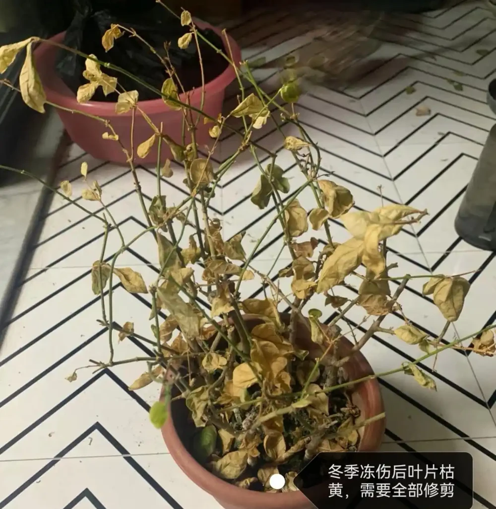 茉莉花葉片乾枯掉落？主要是3個原因引起，對症解決還能救