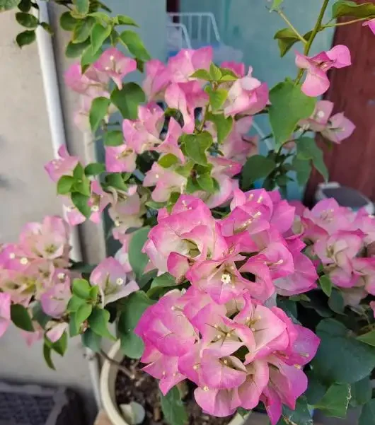最適合秋天養的12種花,開花又美又仙香味濃郁