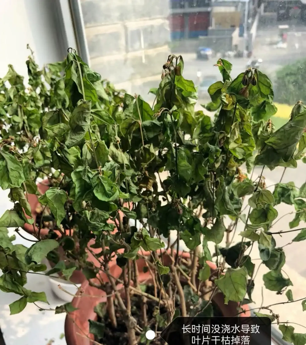 茉莉花葉片乾枯掉落？主要是3個原因引起，對症解決還能救