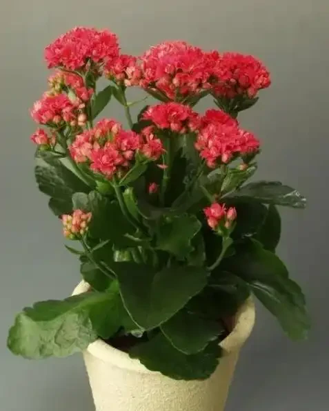 最適合秋天養的12種花,開花又美又仙香味濃郁