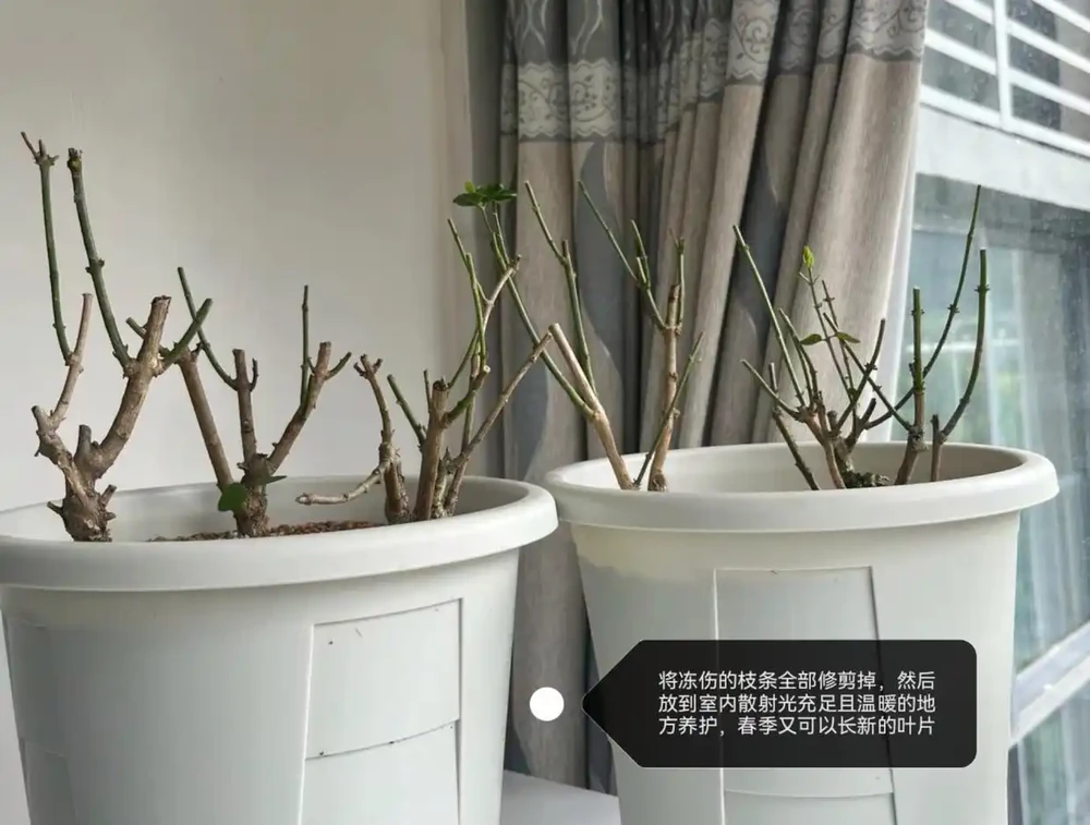 茉莉花葉片乾枯掉落？主要是3個原因引起，對症解決還能救