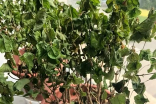 茉莉花葉片乾枯掉落？主要是3個原因引起，對症解決還能救