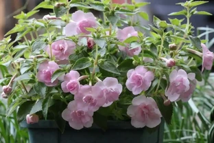 一種顏值高又耐陰的花，花似玫瑰，多季綻放，堪稱「北陽臺之光」