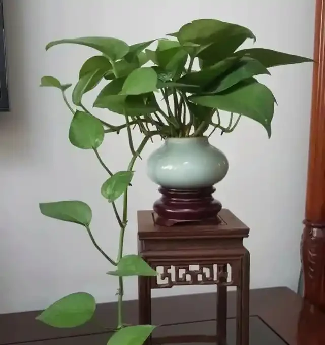 黃金葛「喜光」還是「喜陰」？很多人都做錯，難怪黃葉養不好！