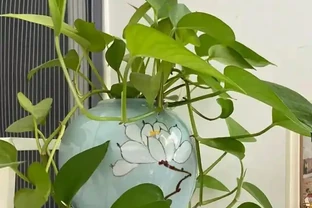 黃金葛「喜光」還是「喜陰」？很多人都做錯，難怪黃葉養不好！