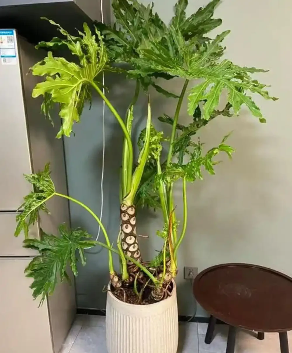 客廳擺啥花吉祥?擺這「五種」大葉子盆栽,高階大氣,好處多
