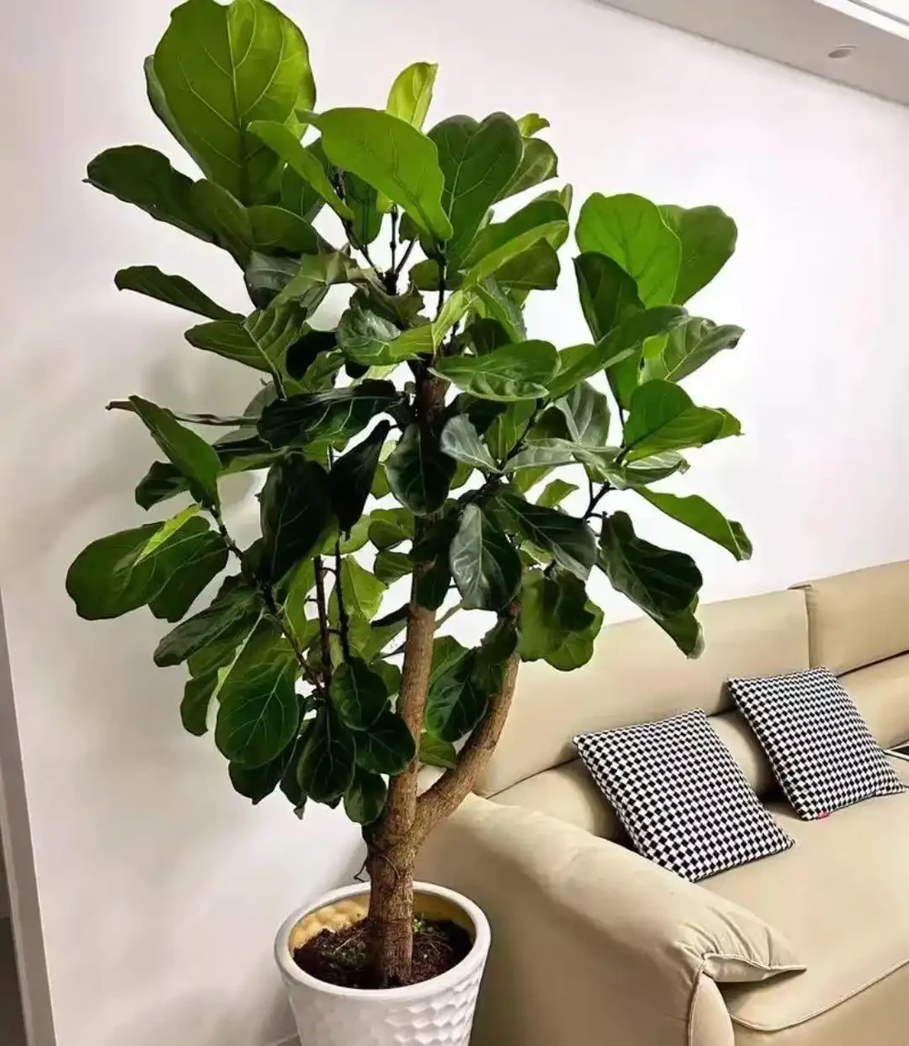 客廳擺啥花吉祥?擺這「五種」大葉子盆栽,高階大氣,好處多