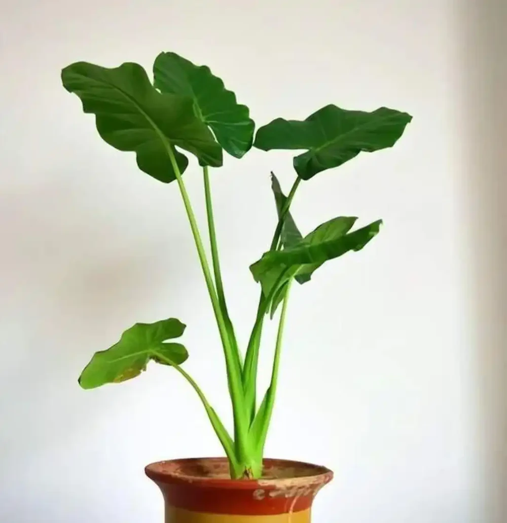 客廳擺啥花吉祥?擺這「五種」大葉子盆栽,高階大氣,好處多