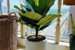 客廳擺啥花吉祥？擺這「五種」大葉子盆栽，高階大氣，好處多