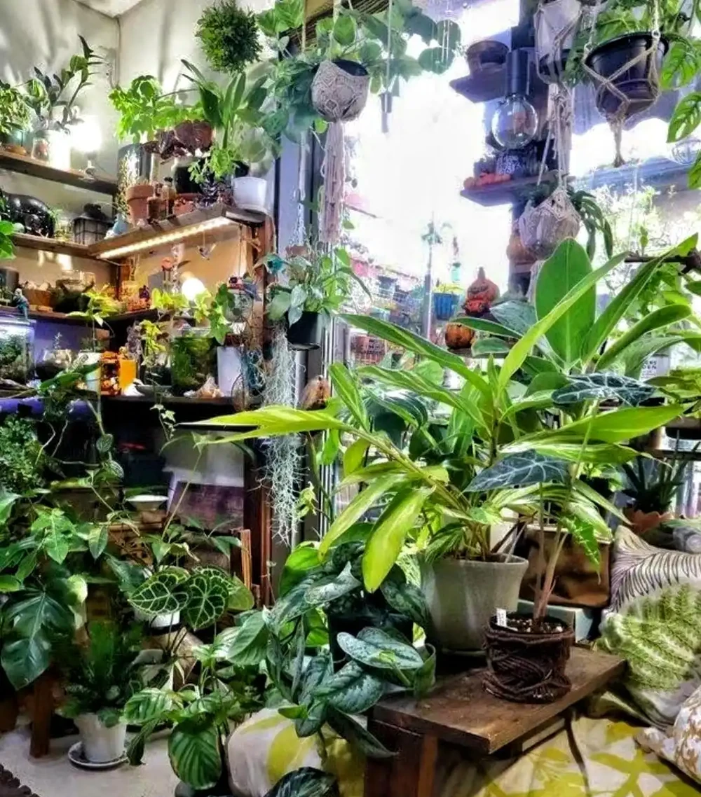 日本一男子痴迷養綠植,家裡養了500多種綠植,客廳和臥室被佔滿