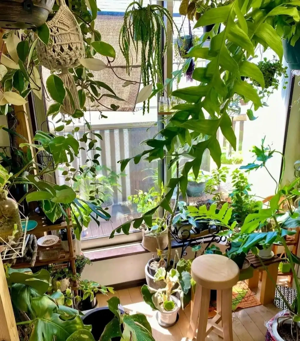 日本一男子痴迷養綠植,家裡養了500多種綠植,客廳和臥室被佔滿