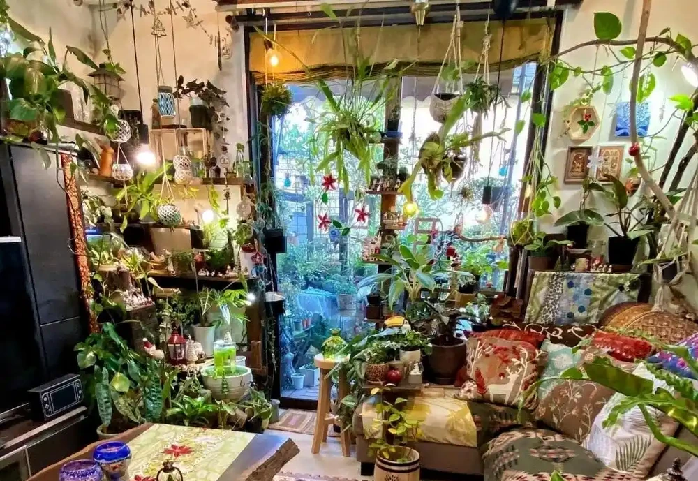 日本一男子痴迷養綠植,家裡養了500多種綠植,客廳和臥室被佔滿