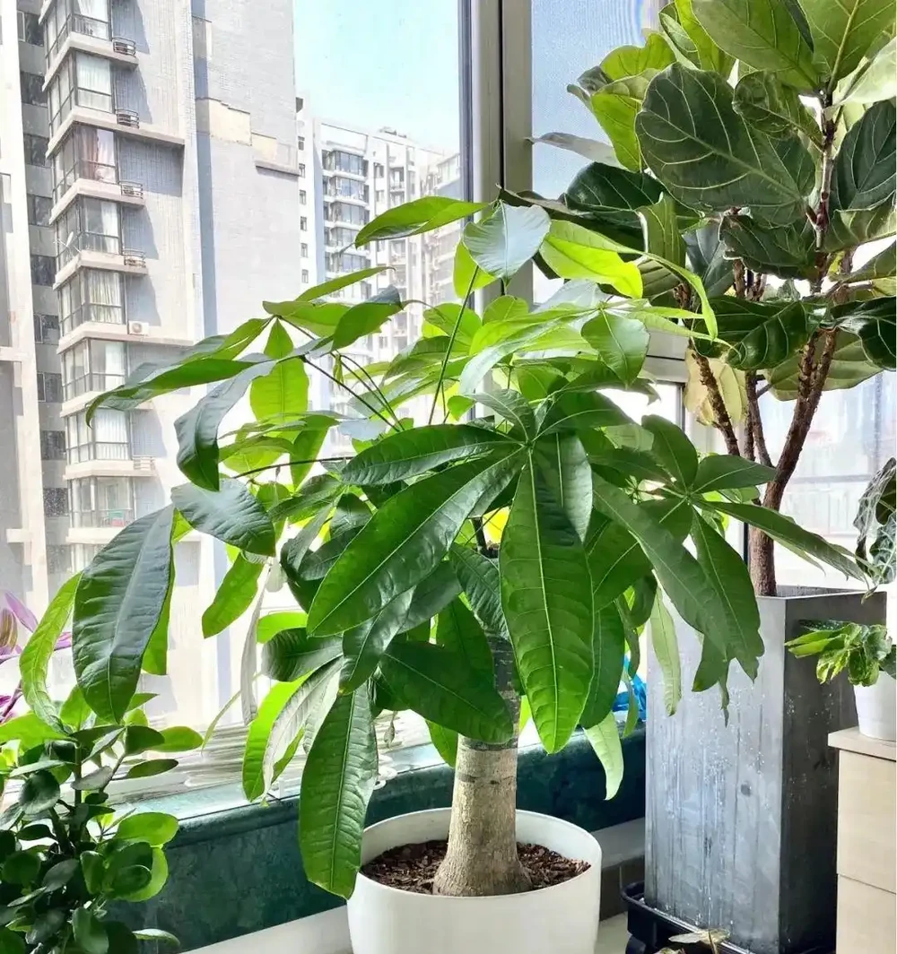 秋天給發財樹喂3種水,葉片油綠不腐根,寓意吉祥上檔次