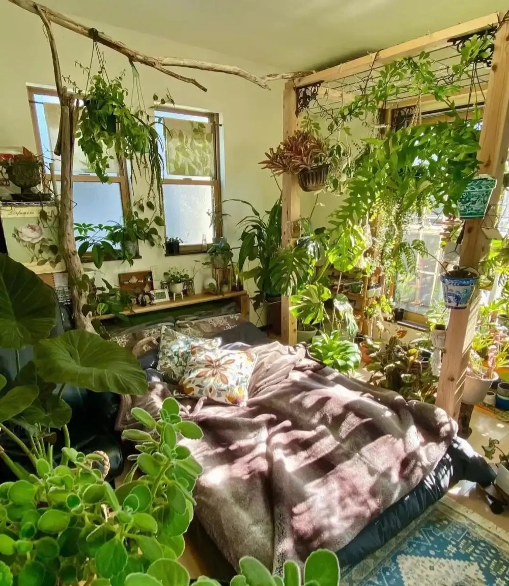 日本一男子痴迷養綠植,家裡養了500多種綠植,客廳和臥室被佔滿
