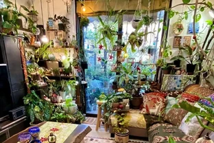 日本一男子痴迷養綠植，家裡養了500多種綠植，客廳和臥室被佔滿