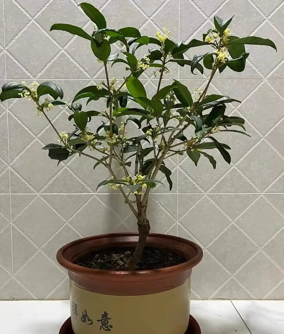 拯救四季木樨：葉子乾枯脫落的原因與解決之道