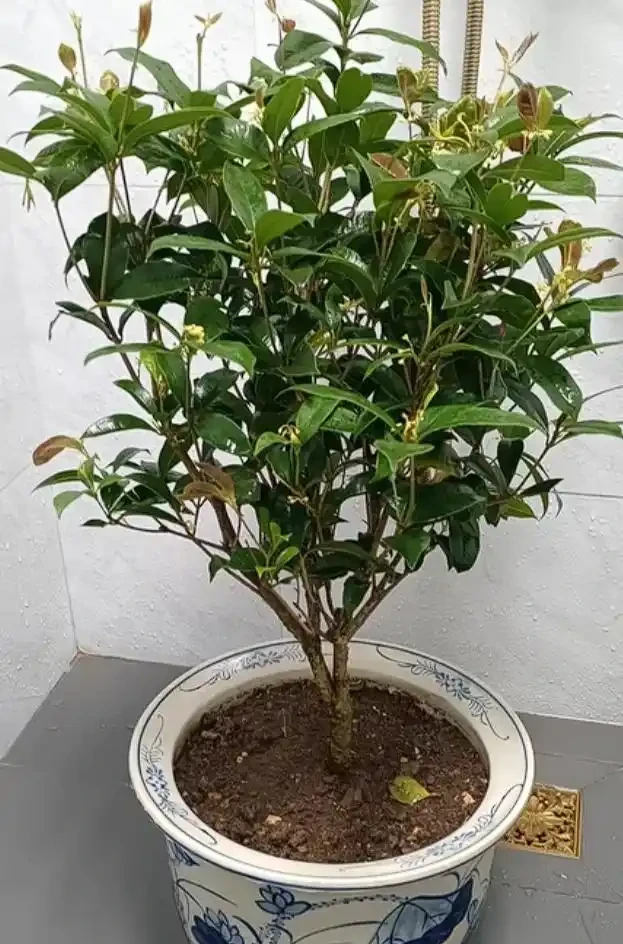 拯救四季木樨：葉子乾枯脫落的原因與解決之道