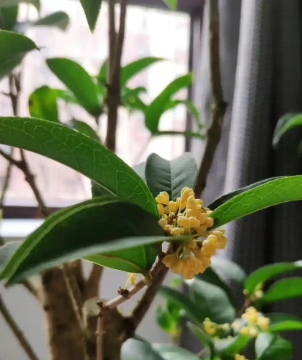 拯救四季木樨：葉子乾枯脫落的原因與解決之道