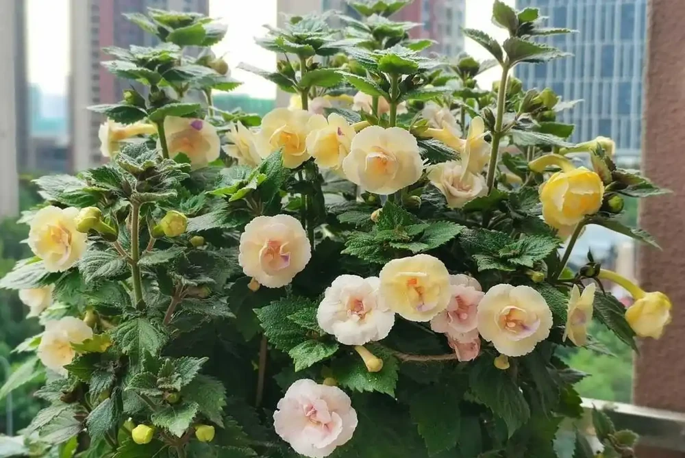 皮實強壯的草花
