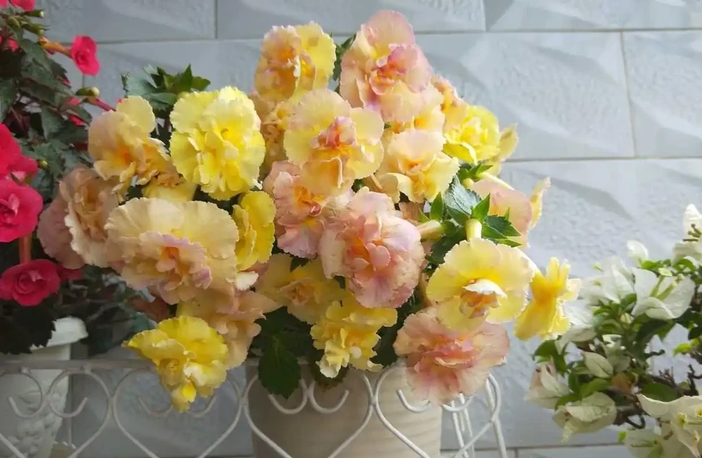 花大色美