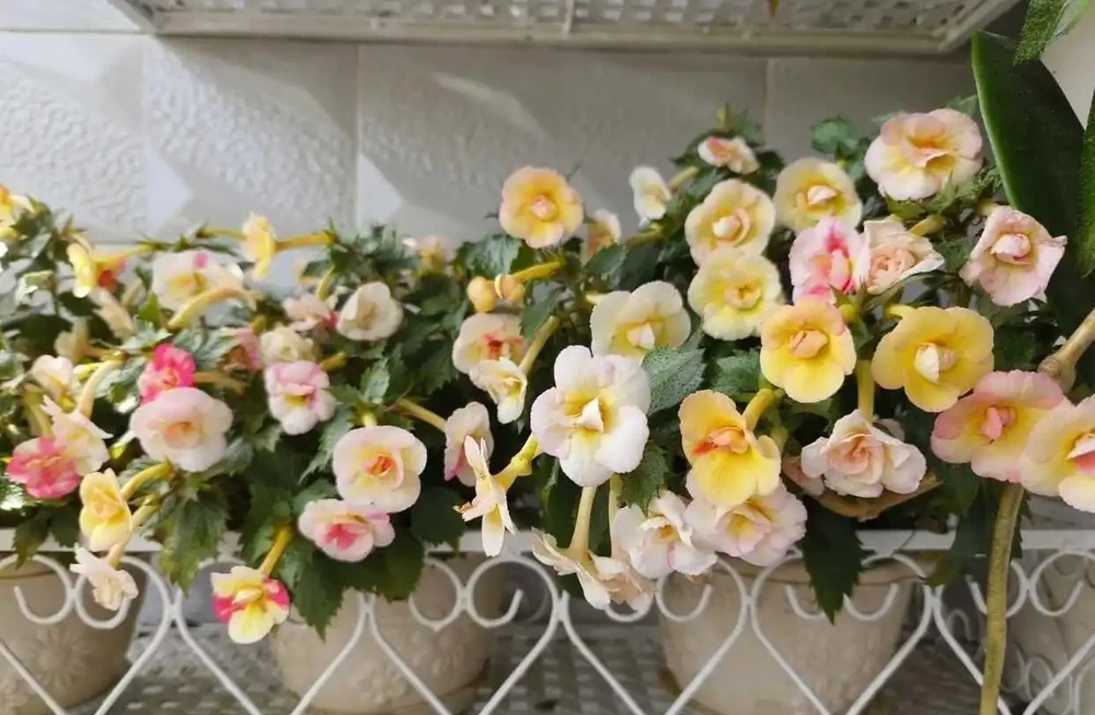 花量豐富