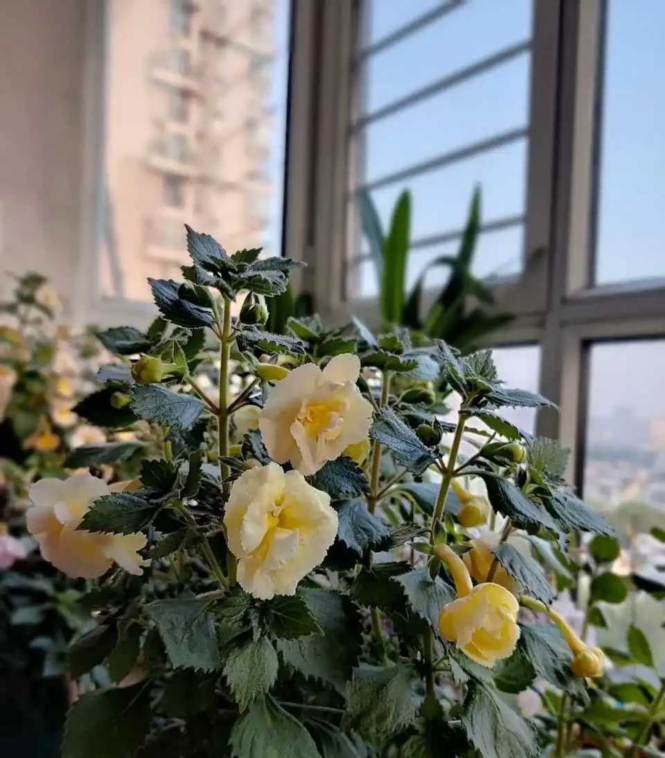 北陽臺也能養
