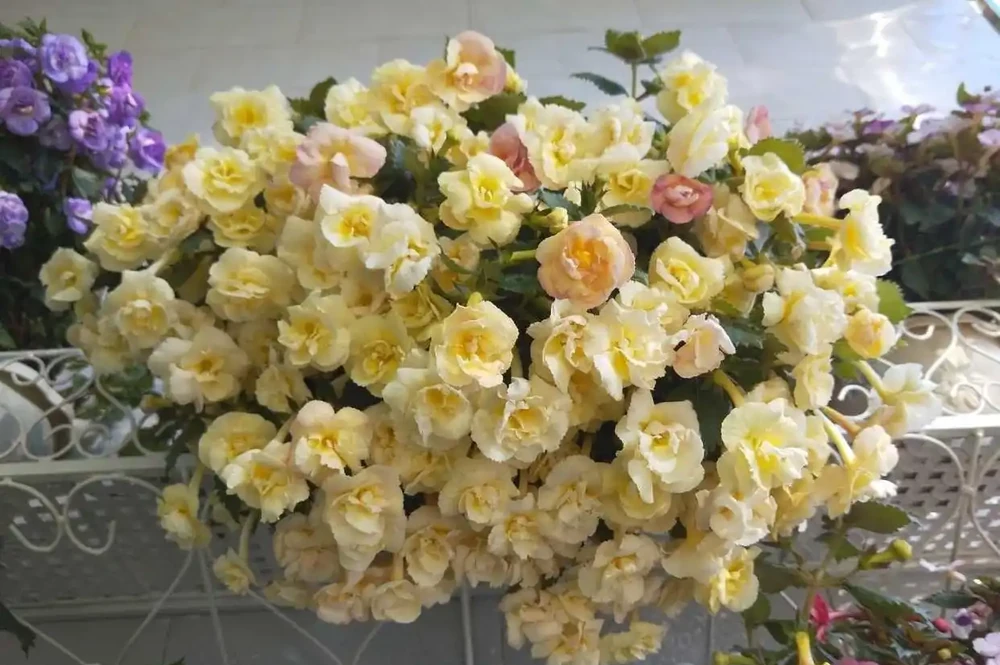 開花勤奮