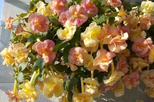 有種室內綠植，花朵像玫瑰，多季節綻放，耐陰好養，北陽臺也能養