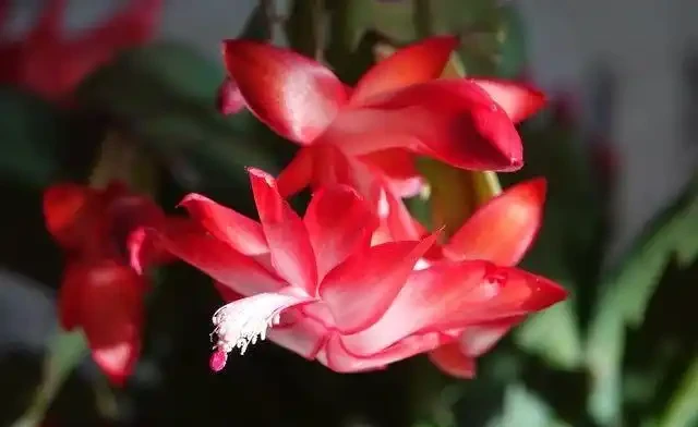 10種花夜間「製氧」,再窮也要養,助睡眠還溫馨,睡到天亮