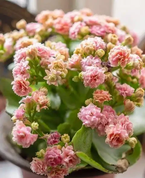 10種花夜間「製氧」,再窮也要養,助睡眠還溫馨,睡到天亮